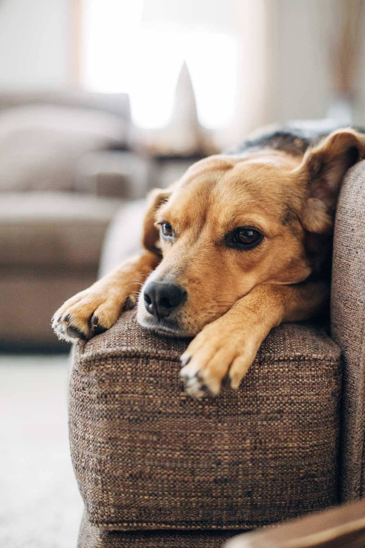Dog laying on a couch.