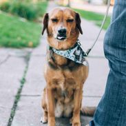 A photo of Sage on a walk on a sidewalk.