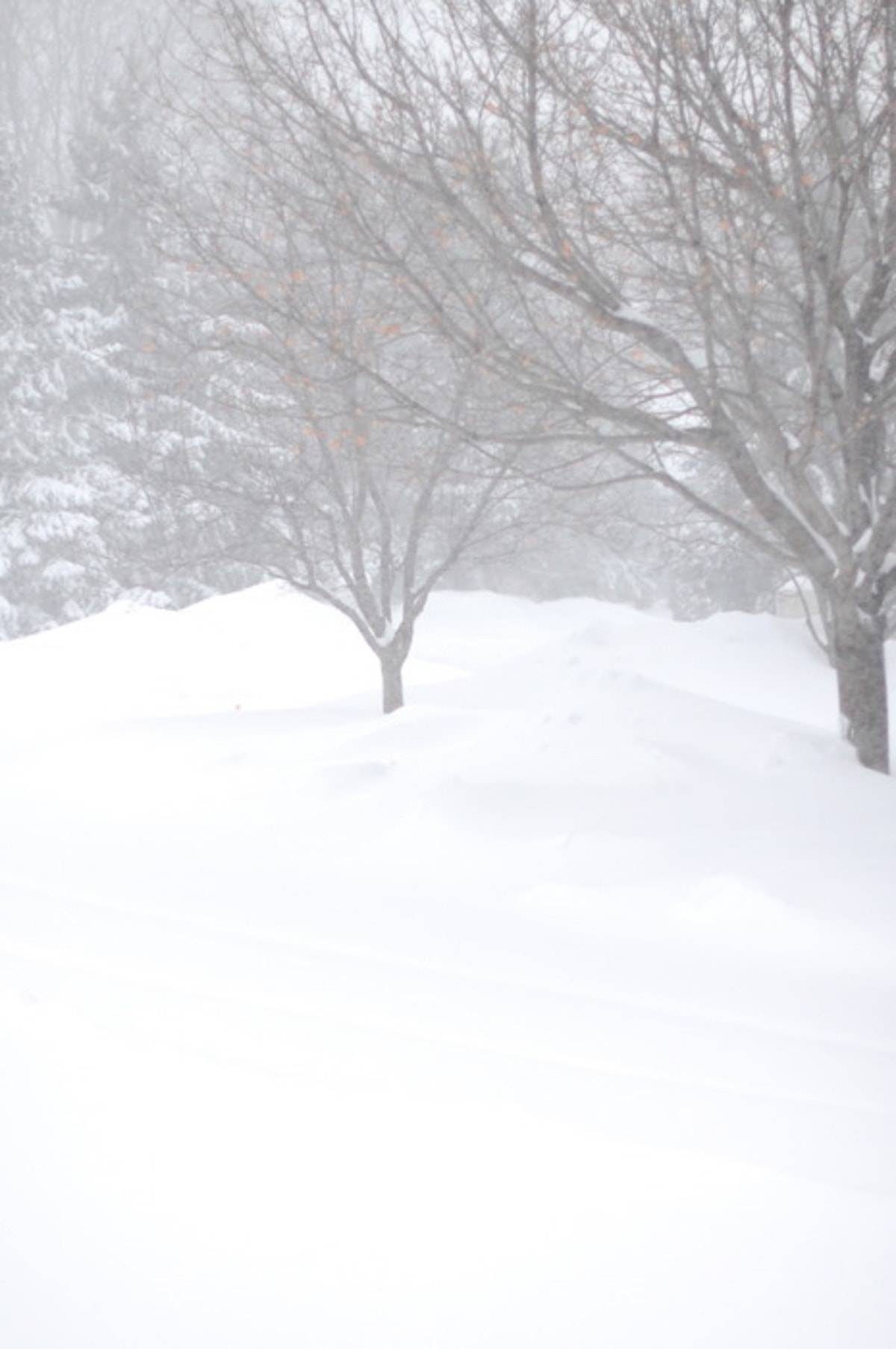 Minnesota Snow on the ground and covering the trees.