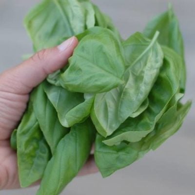 Basil Leaves