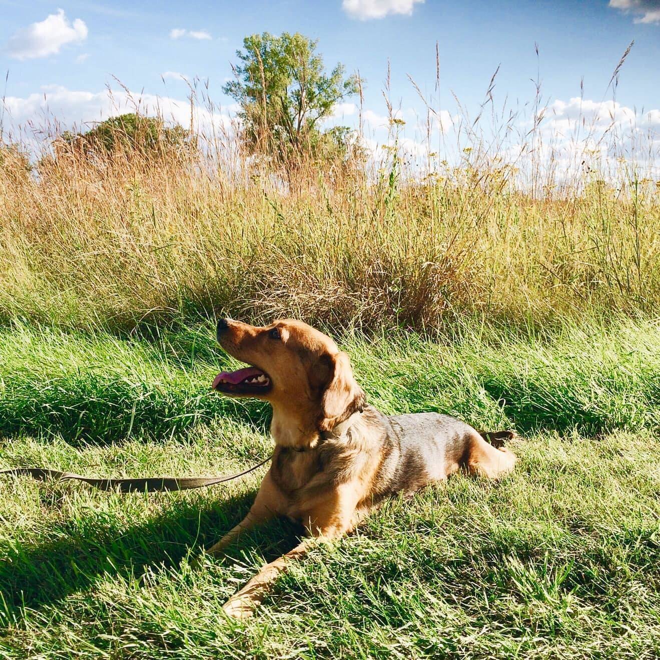 dog in a field