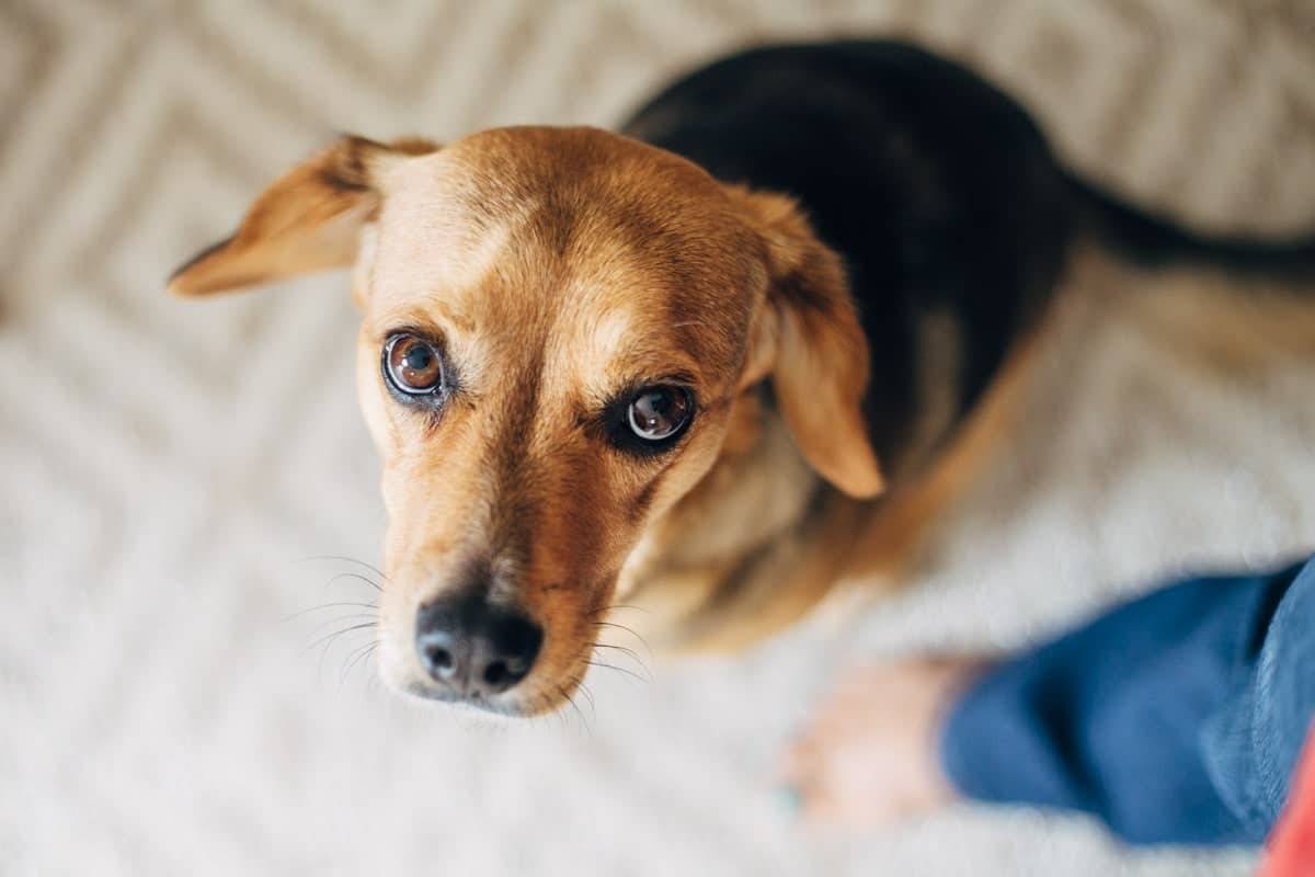 Dog looking up.